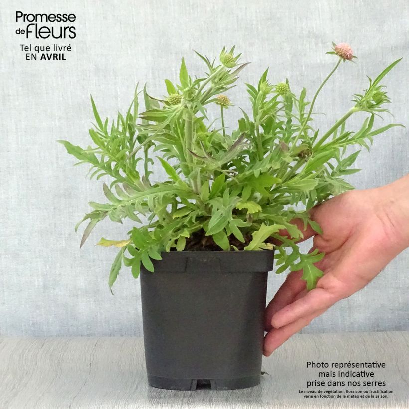 Example of Knautia macedonica - Petite Scabieuse Pot de 2L/3L as you get in printemps