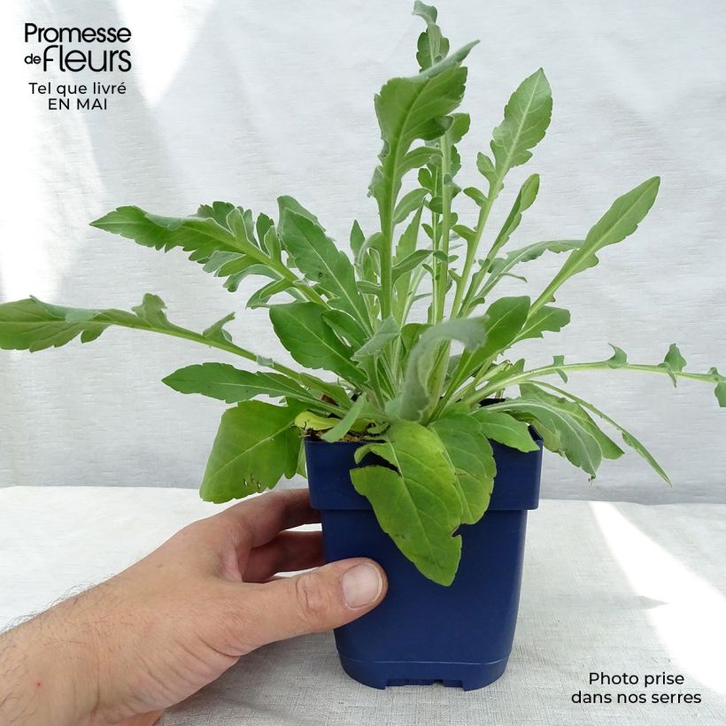 Example of Knautia macedonica - Petite Scabieuse Godet de 7/8 cm as you get in printemps