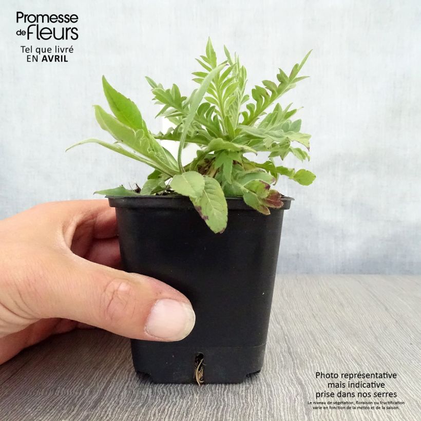 Spécimen de Knautia macedonica Red Knight - Petite scabieuse de Macédoine Red Knight Godet de 8/9 cm tel que livré au printemps