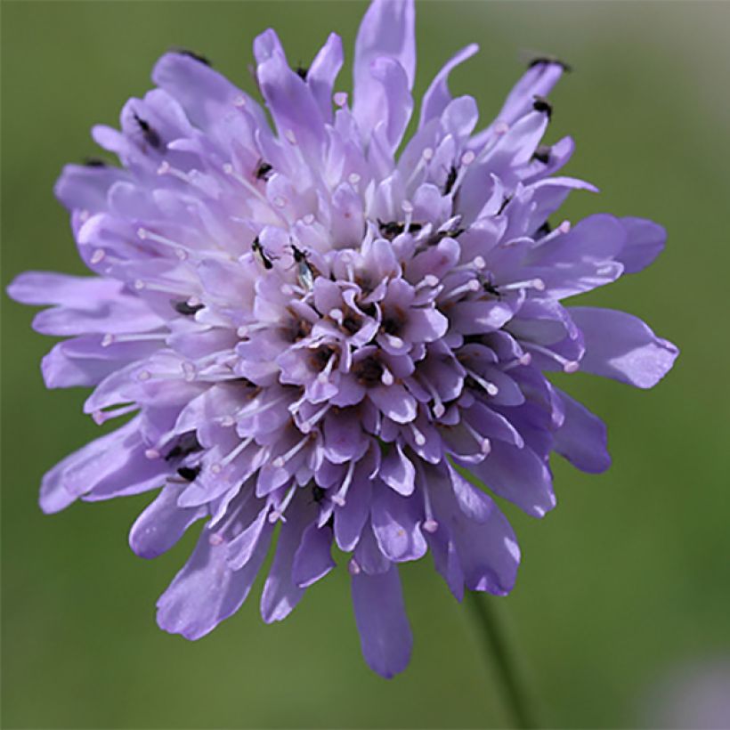 Knautia arvensis - Scabieuse des Champs (Flowering)
