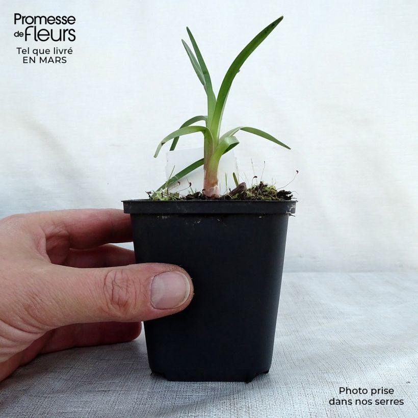 Spécimen de Kniphofia Alcazar - Tritoma Alcazar Godet de 8/9 cm tel que livré au printemps