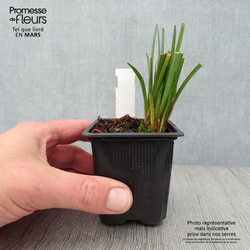 Spécimen de Kniphofia Bees Lemon - Tritoma Godet de 8/9 cm tel que livré au printemps