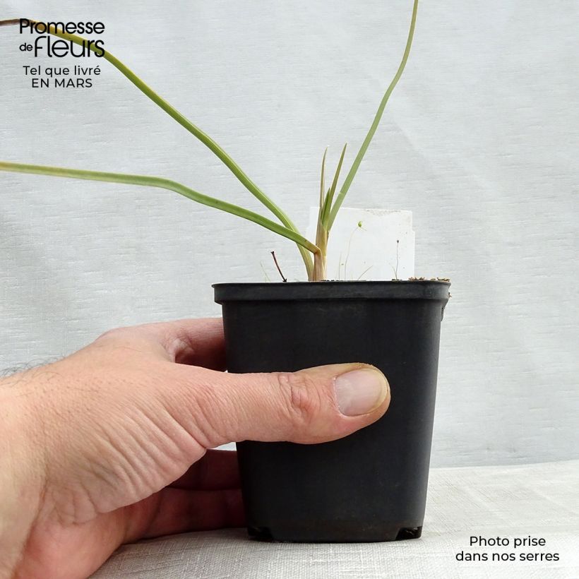 Example of Kniphofia Dorset Sentry - Tritoma Godet de 8/9 cm as you get in printemps