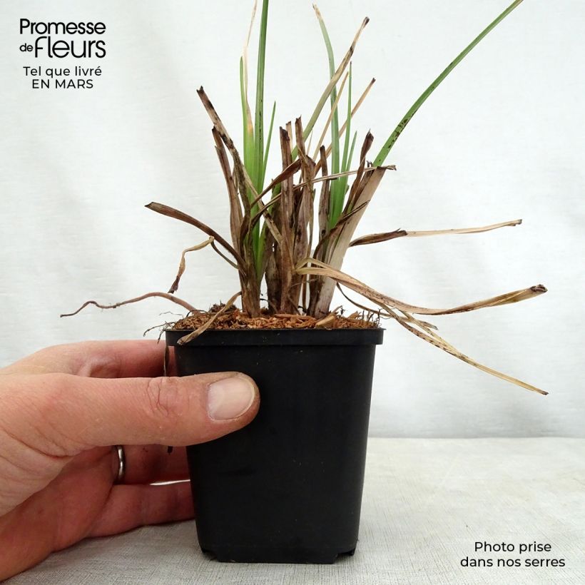 Spécimen de Kniphofia Elvira - Tritoma Godet de 8/9 cm tel que livré au printemps