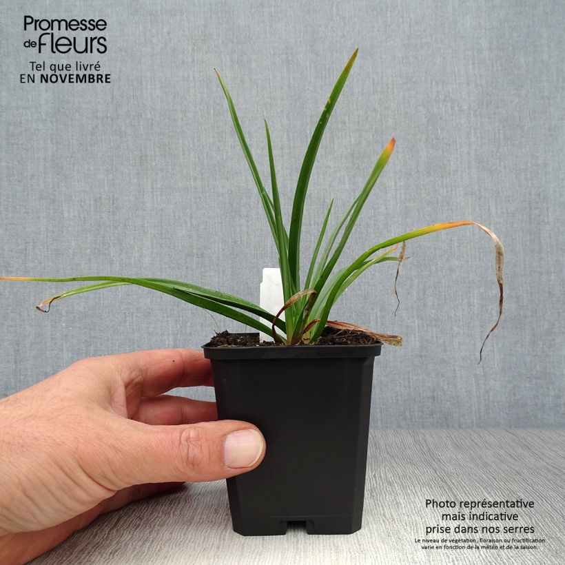 Spécimen de Kniphofia Flamenco Godet de 8/9 cm tel que livré en automne