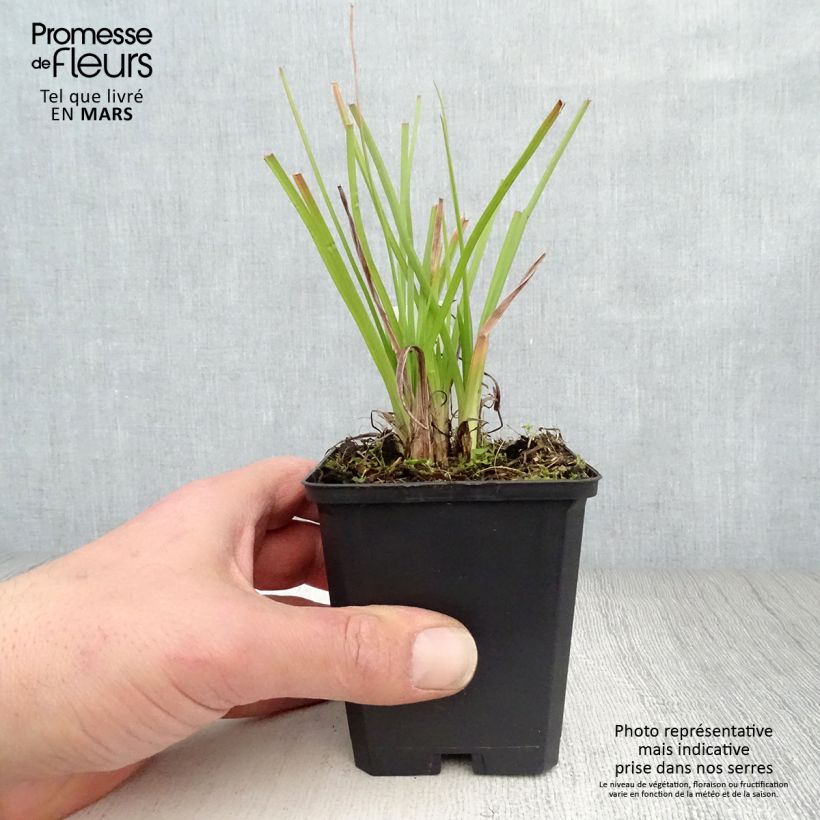 Spécimen de Kniphofia Ice Queen Godet de 8/9 cm tel que livré au printemps