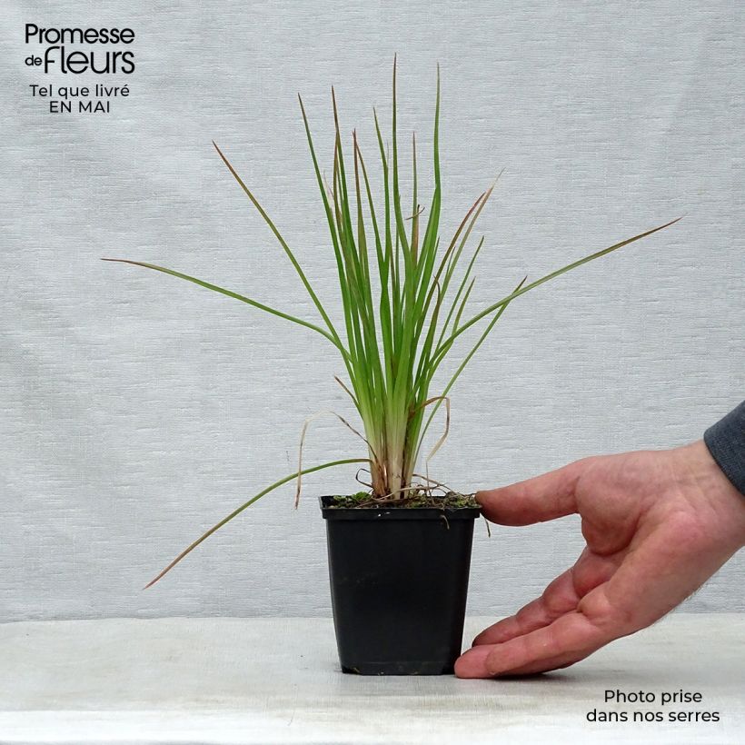 Spécimen de Kniphofia Little Maid - Tison de satan Little Maid Godet de 8/9 cm tel que livré au printemps