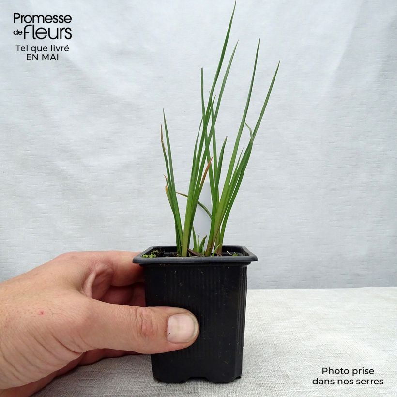 Example of Kniphofia Redhot Popsicle - Tritoma Godet de 8/9 cm as you get in printemps