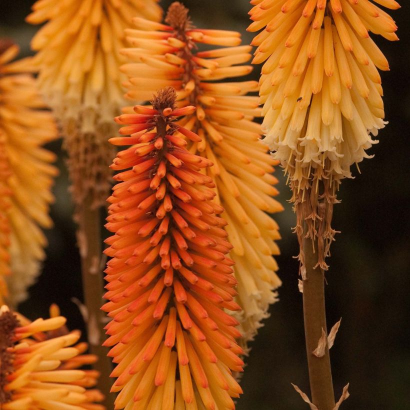 Kniphofia Tawny King - Tritoma  (Flowering)