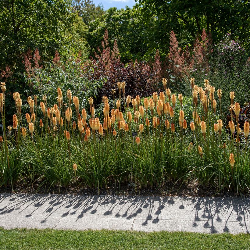Kniphofia Tawny King - Tritoma  (Plant habit)