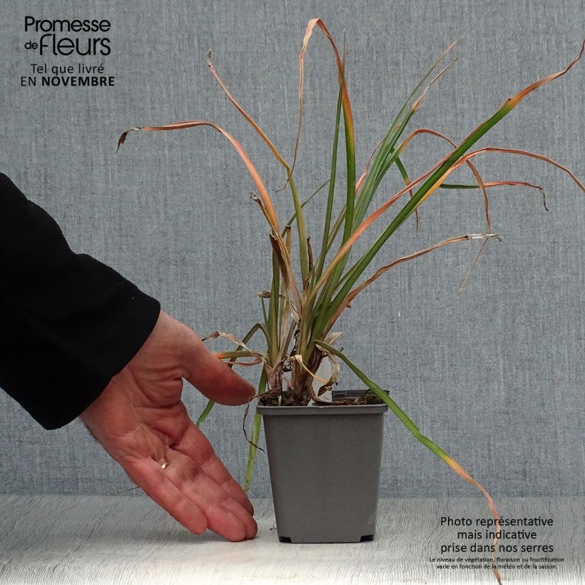 Spécimen de Kniphofia Tawny King - Tritoma  Godet de 8/9 cm tel que livré en automne