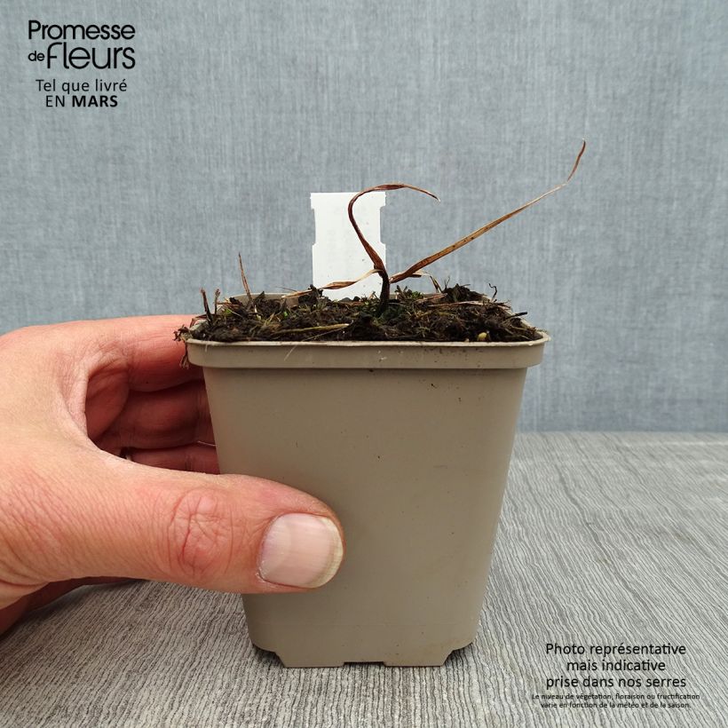 Example of Kniphofia Tawny King - Tritoma  Godet de 8/9 cm as you get in printemps