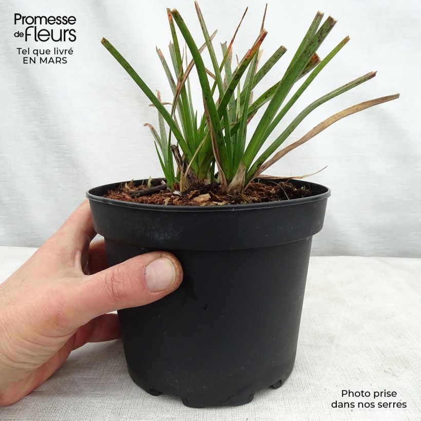 Example of Kniphofia Tawny King - Tritoma  Pot de 2L/3L as you get in printemps