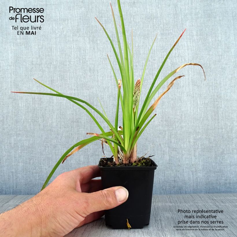 Example of Kniphofia Traffic Lights - Tritoma Godet de 8/9 cm as you get in printemps