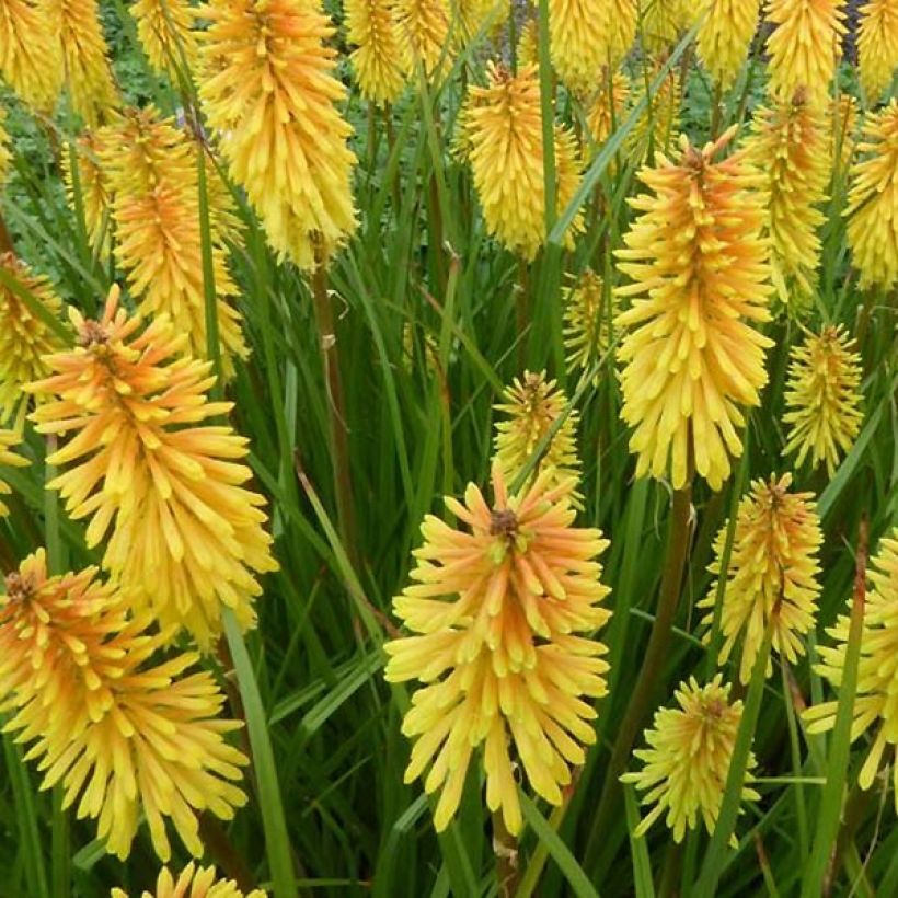 Kniphofia Wrexham Buttercup - Tritoma Wrexham Buttercup (Flowering)