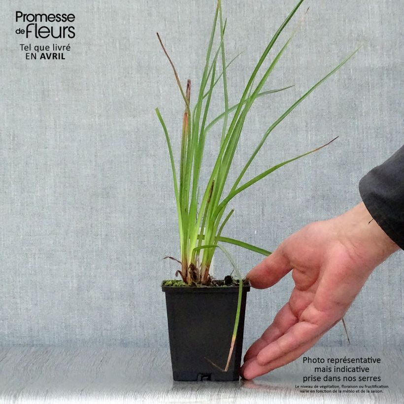 Example of Kniphofia Wrexham Buttercup - Tritoma Wrexham Buttercup Godet de 8/9 cm as you get in printemps