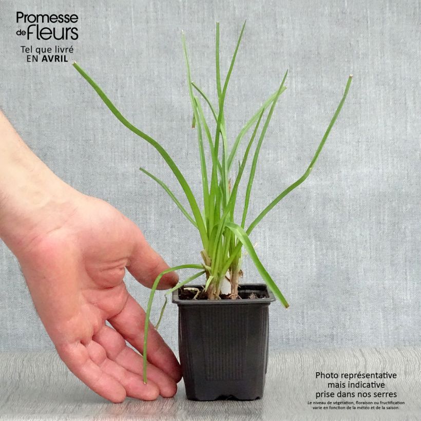 Example of Kniphofia citrina - Tritoma Godet de 8/9 cm as you get in printemps