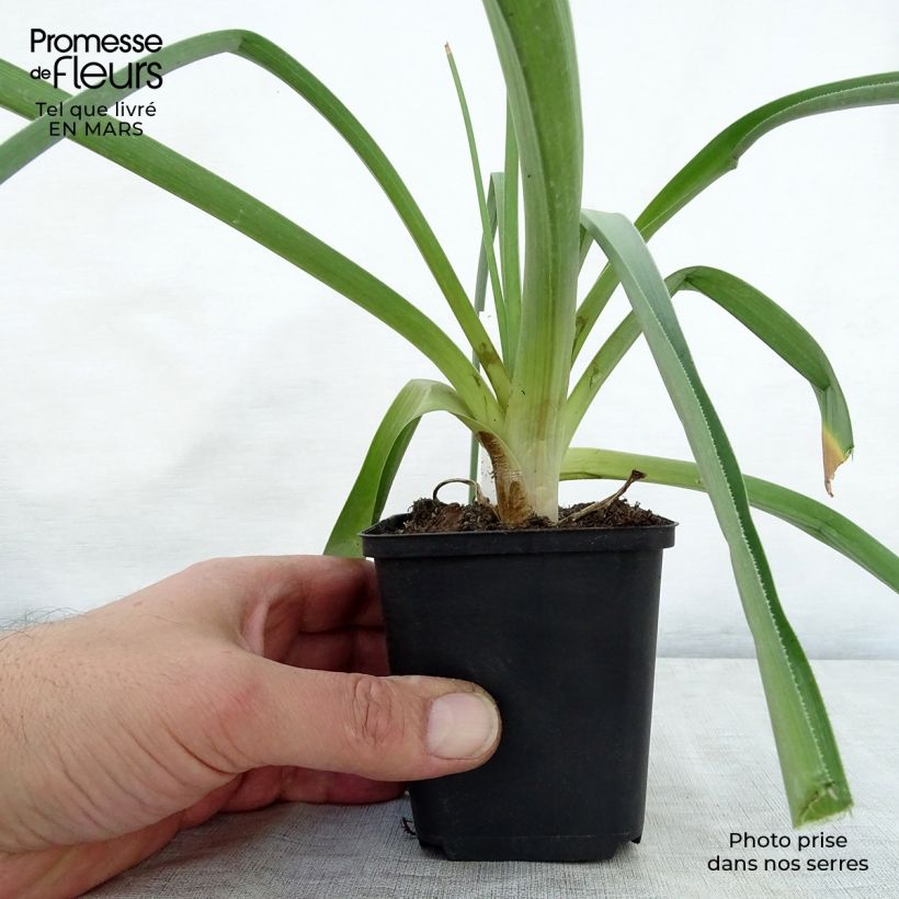 Spécimen de Kniphofia northiae - Tritoma bicolore jaune pâle et orangé Godet de 8/9 cm tel que livré au printemps