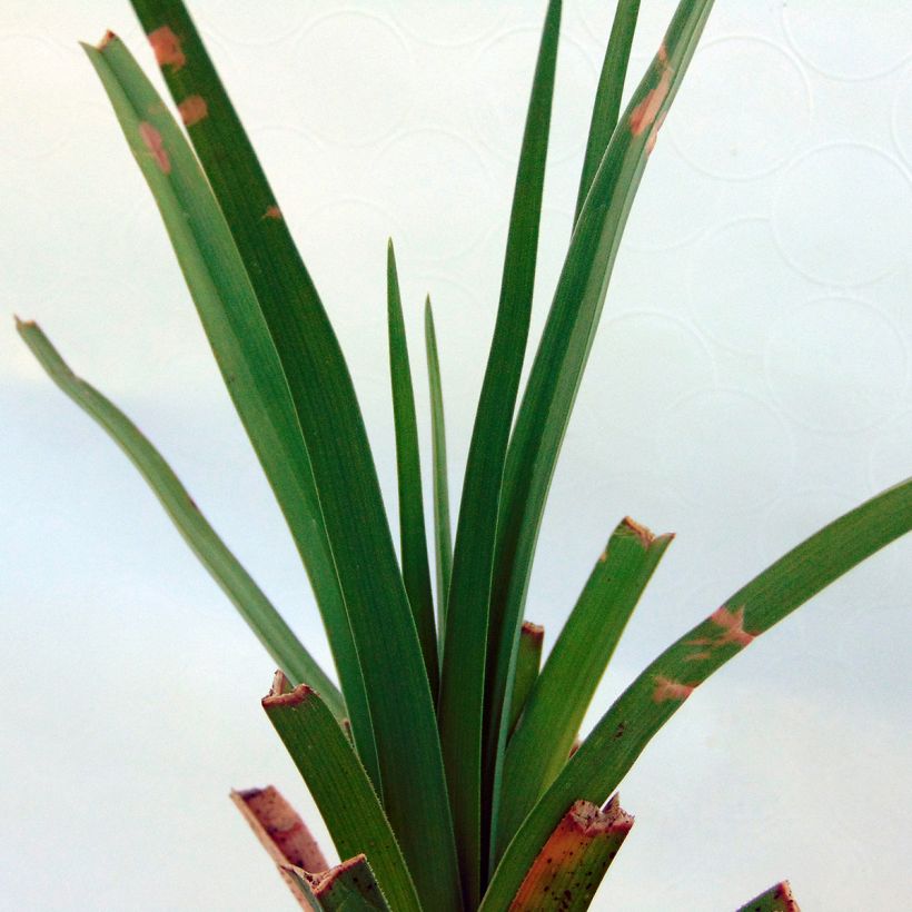Kniphofia uvaria -Tritoma (Foliage)
