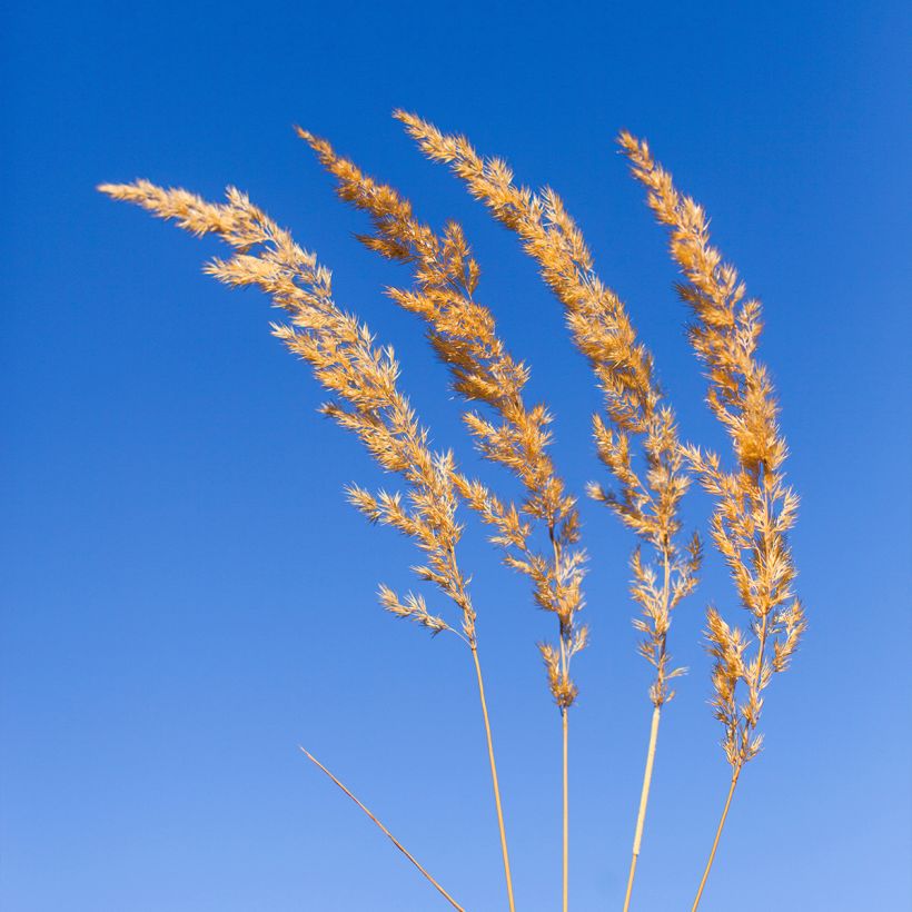Koeleria glauca - Koélérie bleue (Floraison)