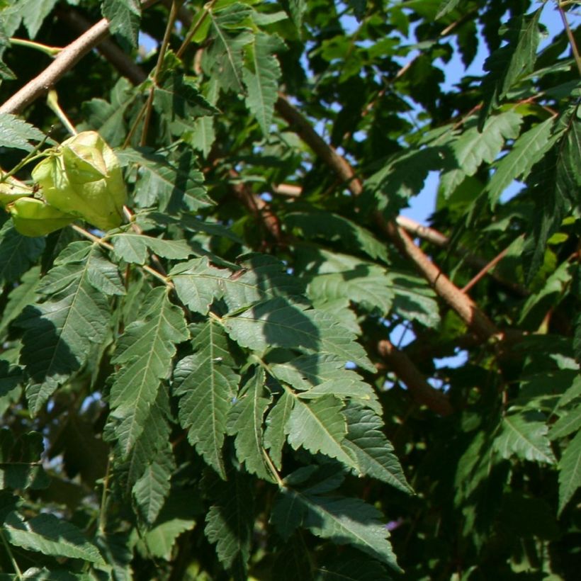 Koelreuteria paniculata - Savonnier de Chine (Foliage)