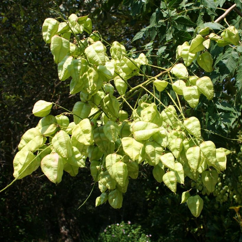 Koelreuteria paniculata - Savonnier de Chine (Harvest)