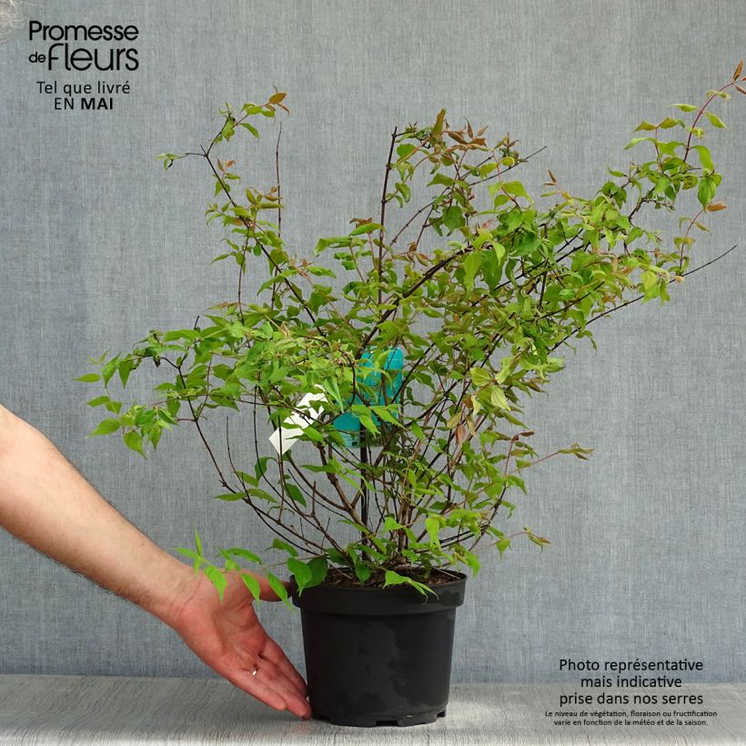 Example of Kolkwitzia amabilis - Buisson de beauté Pot de 3L/4L as you get in printemps