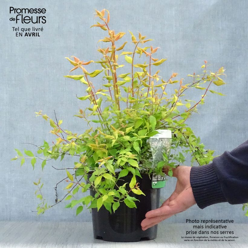 Example of Kolkwitzia amabilis Maradco - Buisson de beauté Pot de 3L/4L as you get in printemps