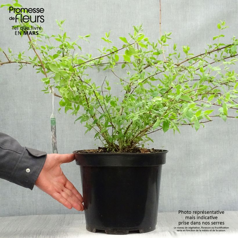 Example of Kolkwitzia amabilis Pink Cloud - Buisson de beauté Pot de 6L/7L as you get in printemps