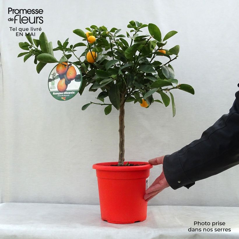 Example of Kumquat Fukushu ou Jiangsu - Fortunella obovata Pot de 4L/5L, 1/4 de tige as you get in printemps