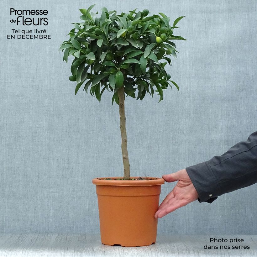 Spécimen de Kumquat Marumi - Fortunella japonica Pot de 4L/5L, 1/4 de tige tel que livré en hiver