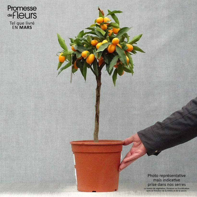 Example of Kumquat à fruits ovales - Fortunella margarita Pot de 4L/5L, 1/4 de tige as you get in printemps