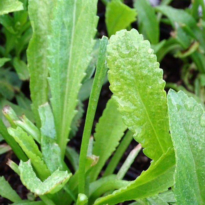 Leucanthemum superbum Alaska - Grande marguerite (Foliage)
