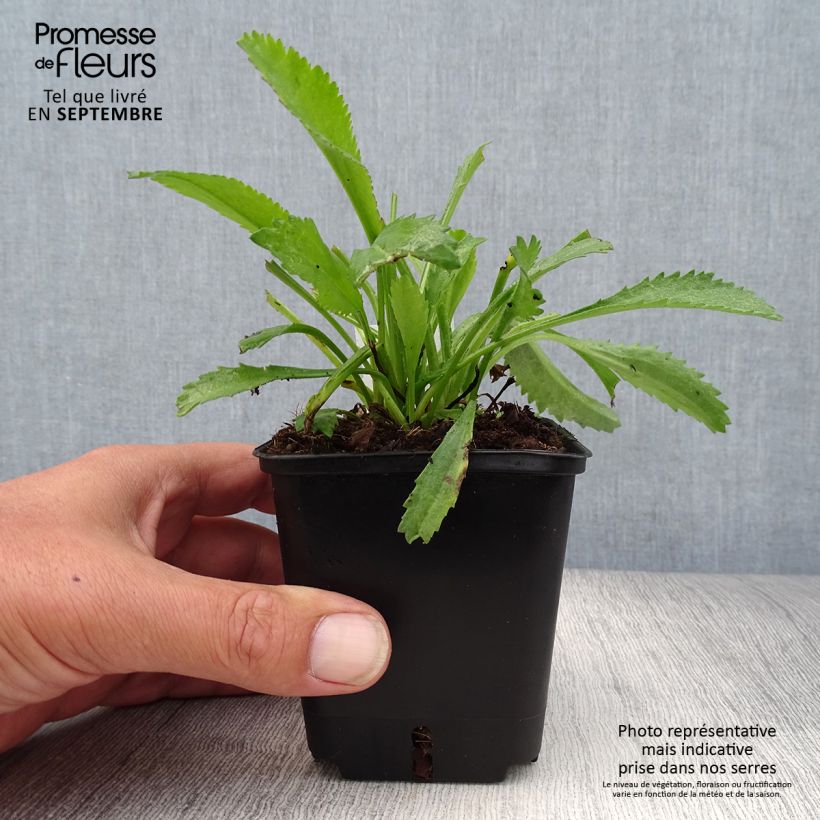 Spécimen de Leucanthemum superbum Alaska - Grande marguerite Godet de 8/9 cm tel que livré en automne
