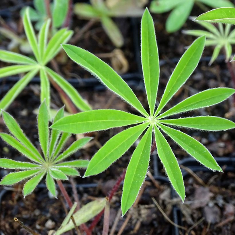 Lupin Minaret (Minarette) (Foliage)
