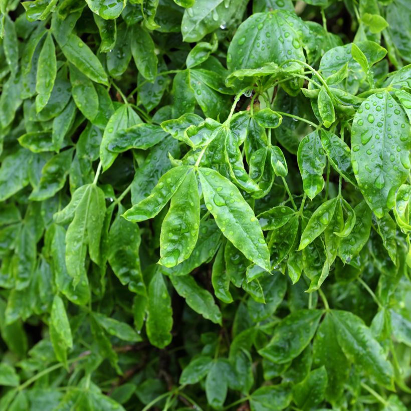 Laburnum alpinum Pendulum - Cytise des Alpes (Feuillage)