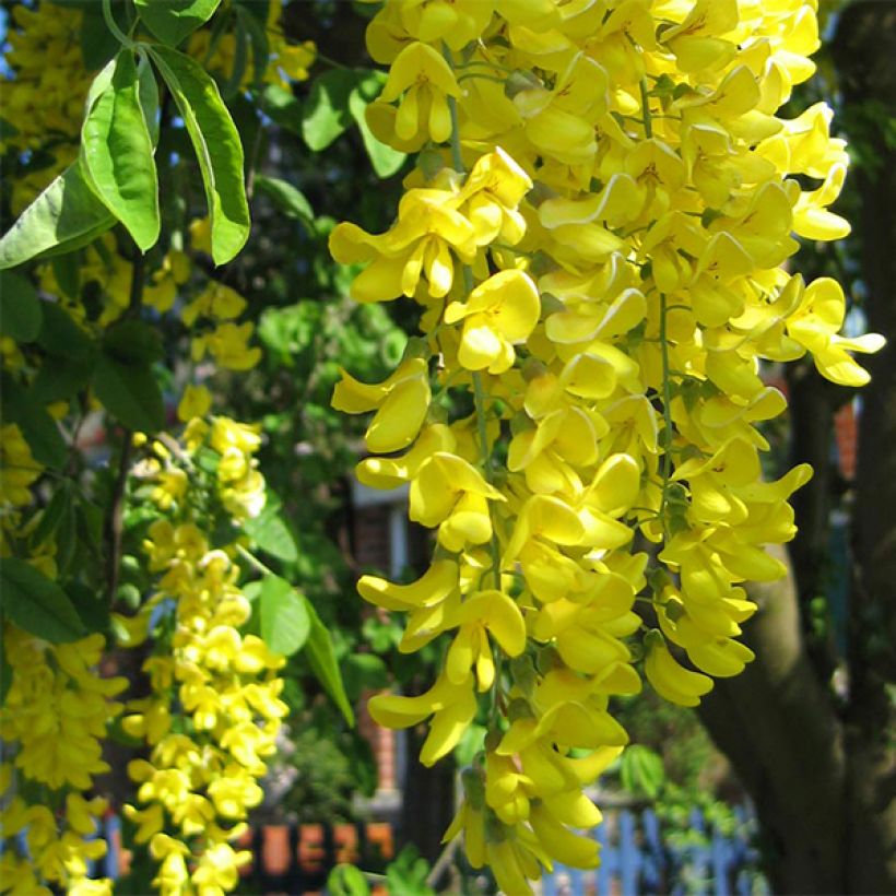 Laburnum anagyroides - Cytise à grappe (Flowering)