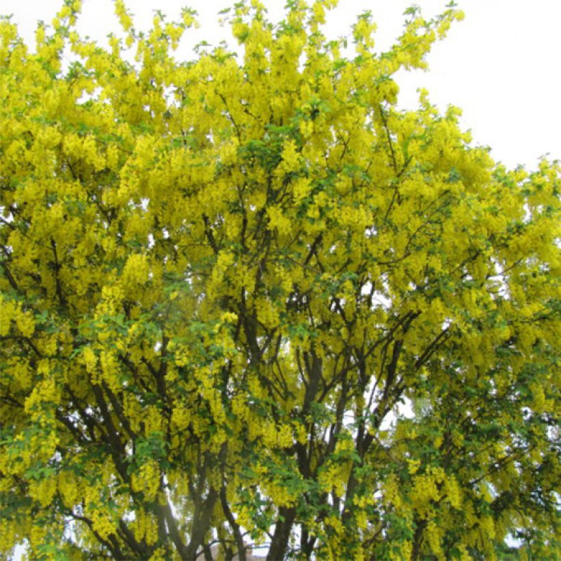 Laburnum anagyroides - Cytise à grappe (Plant habit)
