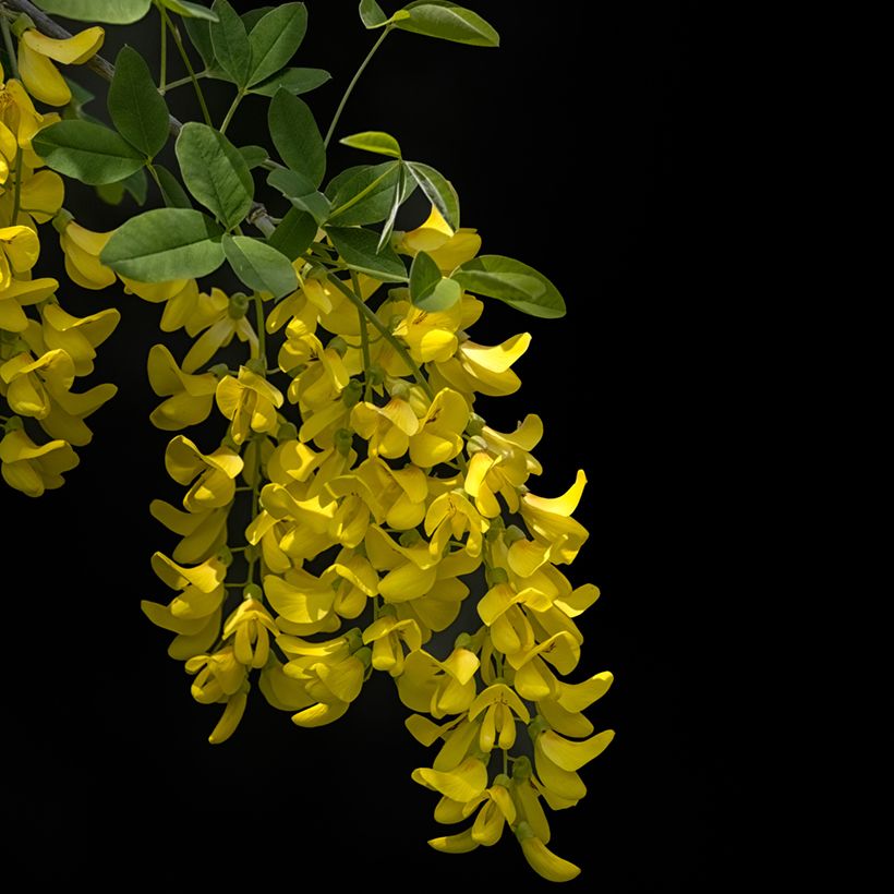 Laburnum anagyroides Yellow Rocket - Cytise à grappe (Floraison)