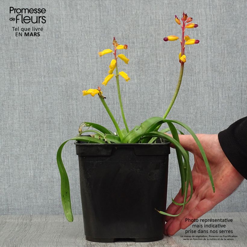 Example of Lachenalia African Beauty Namakwa - Coucou du Cap Pot de 2L/3L as you get in printemps