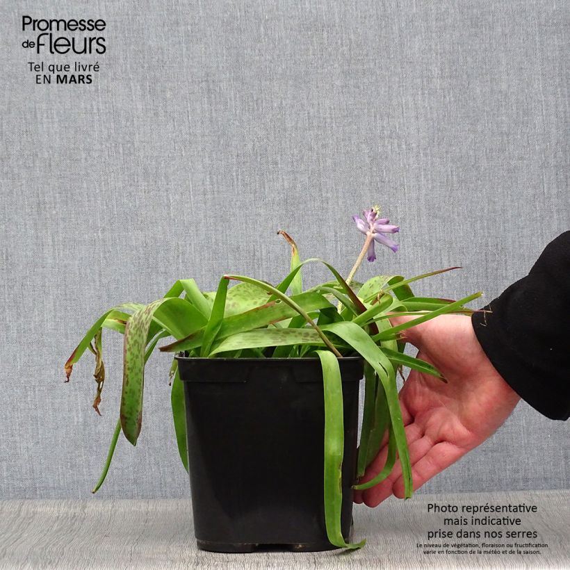 Example of Lachenalia Rupert - Coucou du Cap Pot de 3L/4L as you get in printemps