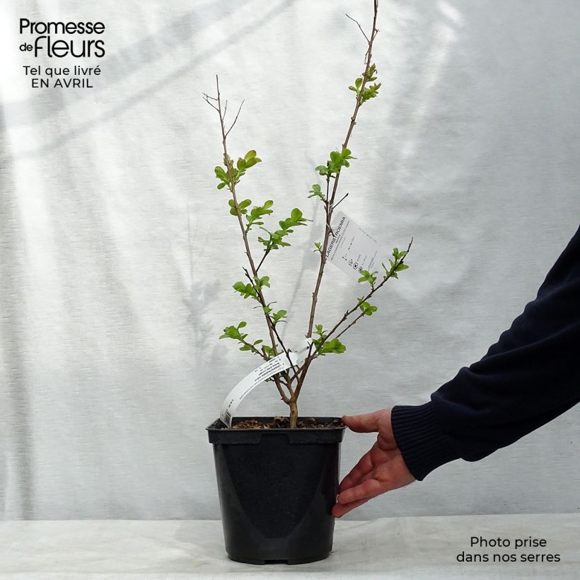 Spécimen de Lagerstroemia Braise d'Eté - Lilas des Indes Pot de 3L/4L, Buisson, Touffe tel que livré au printemps