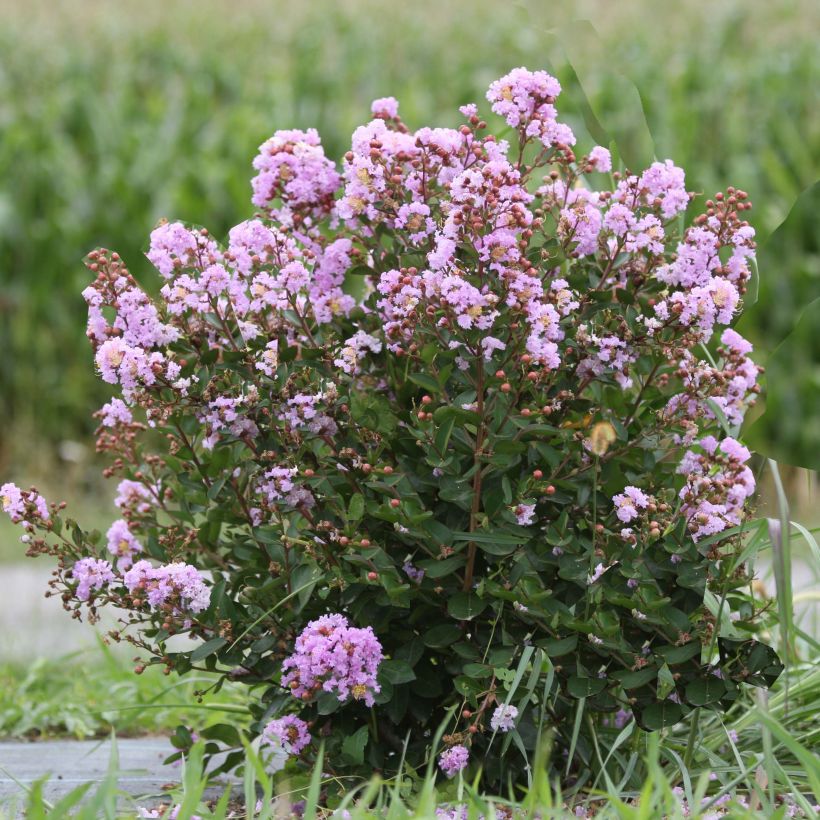 Lagerstroemia Camaïeu d'Eté - Lilas des Indes (Plant habit)