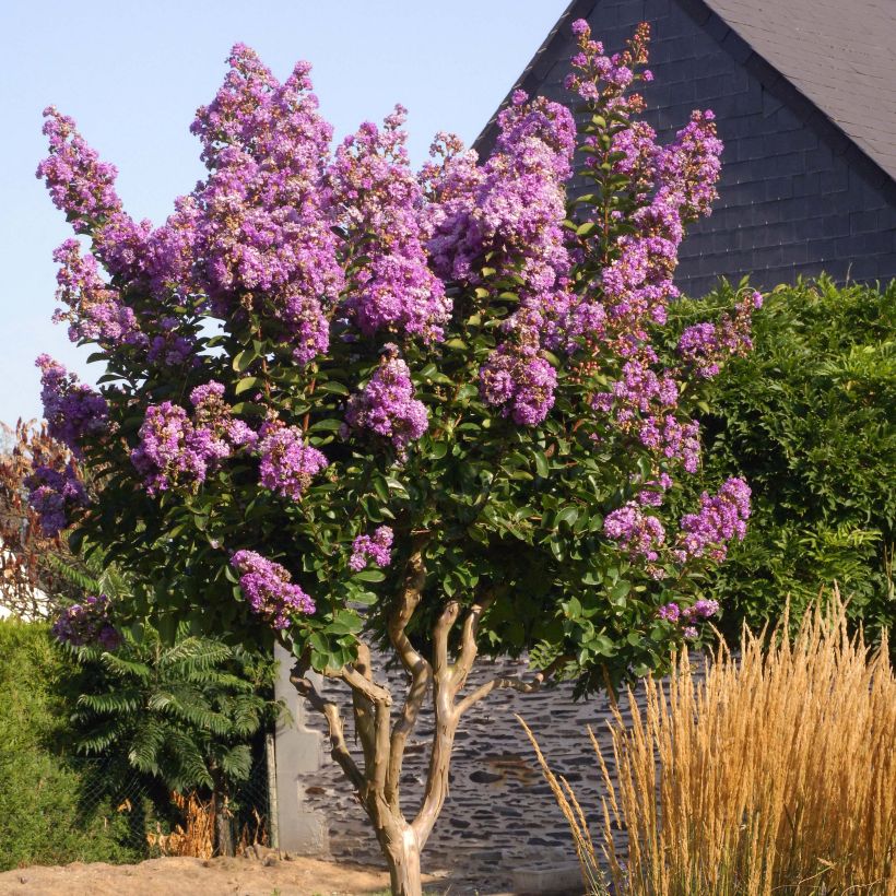 Lagerstroemia Lilac Grand Sud - Lilas des Indes. (Plant habit)