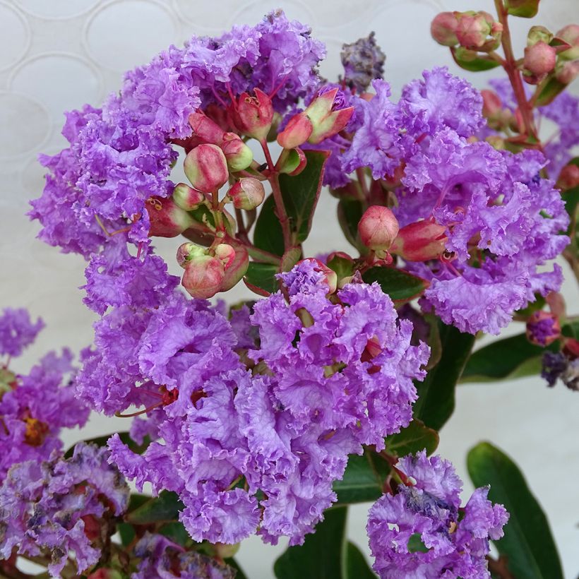 Lagerstroemia Lilac Grand Sud - Lilas des Indes. (Flowering)
