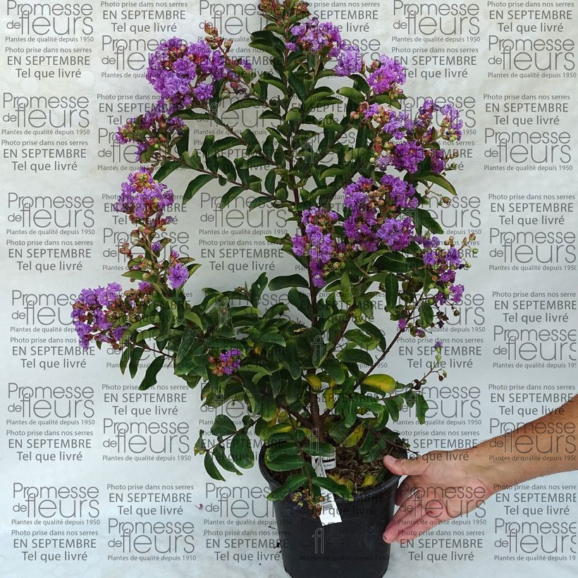 Example of Lagerstroemia Lilac Grand Sud - Lilas des Indes. Pot de 4L/5L as you get