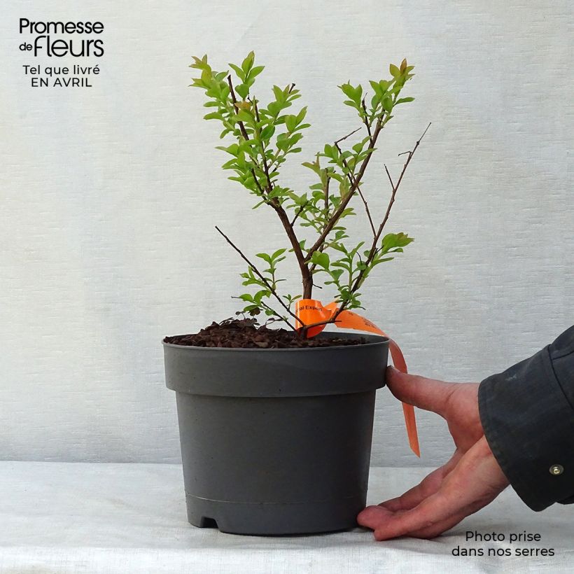 Spécimen de Lagerstroemia Mardi Gras - Lilas des Indes Pot de 3L/4L tel que livré au printemps