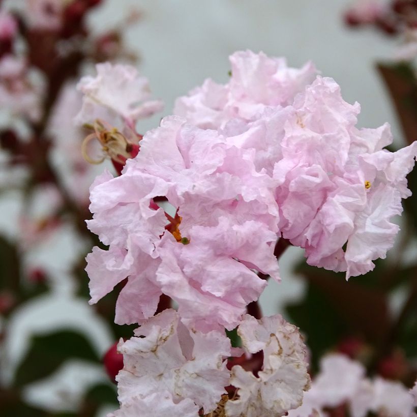 Lagerstroemia Neige d'Eté - Lilas des Indes (Flowering)