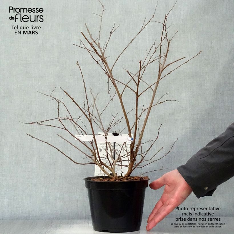 Example of Lagerstroemia Neige d'Eté - Lilas des Indes Pot de 3L/4L as you get in printemps