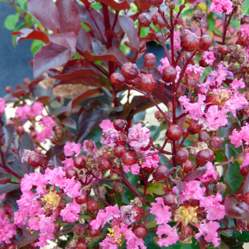 Lagerstroemia indica Rhapsody in PINK - Lilas des Indes (Flowering)